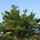 [일산 웨스턴돔 파스타 맛집] '갈릭쿡앤스토리' 내돈내산 솔직후기