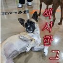 토리양과