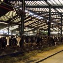 현승목장 이미지