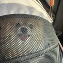 몽이애견 | 🍁 [애견동반 단풍 명소] 문광저수지 은행나무길 축제 후기 | 화성 근교 1시간, 꾸리·몽이와 가을 드라이브