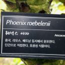 훼닉스 이미지