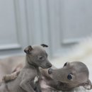 오케이독 | 기흥이탈리안그레이하운드분양 고민끝 드디어 인생 반려견 만났어요 오케이독 후기