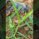 맹꽁이농장 이미지