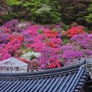 단양우체국 1층 | [단양] 단양 힐링 가족여행 추천!(feat. 효도🙏 더덕구이맛집, 도깨비카페, 구인사)