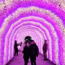 테마(야경 11~3월) | 겨울밤이 가장 아름다웠던곳,아침고요수목원 오색별빛정원전 야경후기