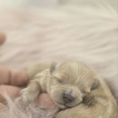 판도라독 이미지