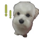 코멜