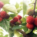 꾸지뽕삼계탕 이미지