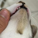 펫키트 | 고양이 턱드름 관리 자유펫 턱드름키트 홈케어 내돈내산 후기