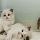 랙돌캐터리 아이돌스 전주고양이분양 이미지