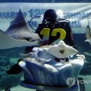 아쿠아리움 이미지