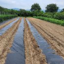 꽃길만두 이미지