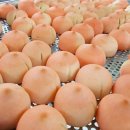 원주복숭아빵 이미지