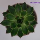 프린스성형외과의원 네이버블로그