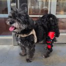 은해보조기 이미지