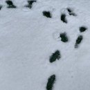 (신규)귀여운 펫자수 이미지