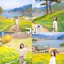 지리산목장 | 구례 지리산 치즈랜드 수선화 실시간 개화상황 봄꽃 명소