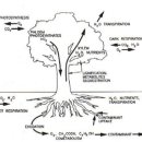 93-1-10 phytoremediation 이미지