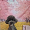 별이와콩이 | [방학동 강아지미용] 같은 스포팅 컷, 다른 매력! 유별이와 콩이의 변신 ✂️