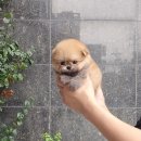러브독 애견스쿨 | 구월동 강아지분양 아이러브독 인천점
