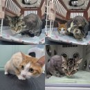 댕냥이살롱 이미지