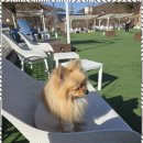 아로하스토리 이미지