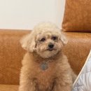 성남대로43번길 이미지