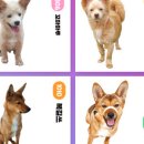 데이멍스 이미지