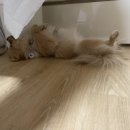 온양 발리동물병원 이미지