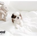 군자애견 이미지