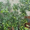 풍년식품기계 이미지