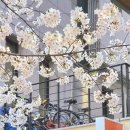 광교카페거리 이미지