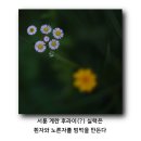 개망초(Erigeron annuus) 이미지