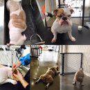 예뻐질개 이미지