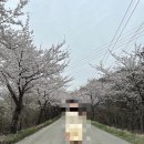 골든 종합카 | 지역주민의 여수 벚꽃 완전 정복, 8곳 총정리 공유 (+숙소 후기)