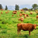 야초목장 이미지