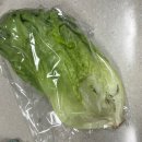 수일 농장 | 신선한 유럽상추 추천 맛있고 신선한 신선광채 바타비아 구매 후기