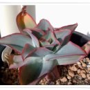 크라우스 이미지