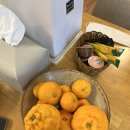 THE제주 1033 이미지
