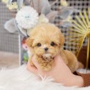 (주)더조은펫타운 | 하남강아지분양 펫샵 인기많은 이유