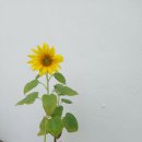 해바라기 sunflower 이미지