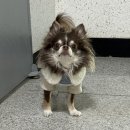 웰니스펫뷰티 이미지