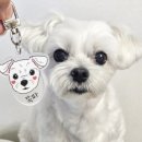 강아지세상 | 세상에 하나뿐인 강아지 인식표, 댕댕이친구들 아크릴키링 후기🐶