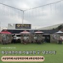 남양펫 | [남양] 화성애견카페 '댕코리아' N번째 방문한 솔직후기 -! 주말에 강아지와 함께 가볼만한 곳 추천