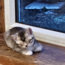 하리네 하우스 이미지