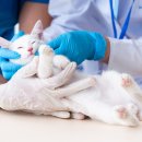 연수동물메디컬센터 이미지