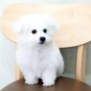 도그마루 강아지고양이 의정부노원점 이미지