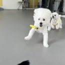 모여라댕댕이 이미지