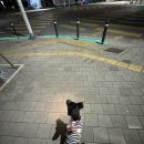 신나라신발 | 일회용 신발 추천] 여름 아스팔트 겨울 눈 올 신기는 강아지 신발! 숨쉬는 신나라 슈즈 내돈내산 솔직후기