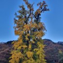관광단지 주차장 | 양평 용문산 등산(관광단지주차장~용문사~마당바위~정상~상원사능선길~용문사~관광단지주차장)